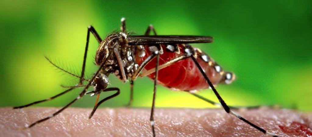 Smart AI Traps: A New Weapon in the War Against MosquitoBorne Diseases