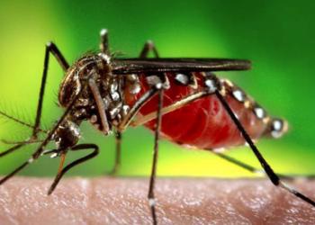 Smart AI Traps: A New Weapon in the War Against MosquitoBorne Diseases