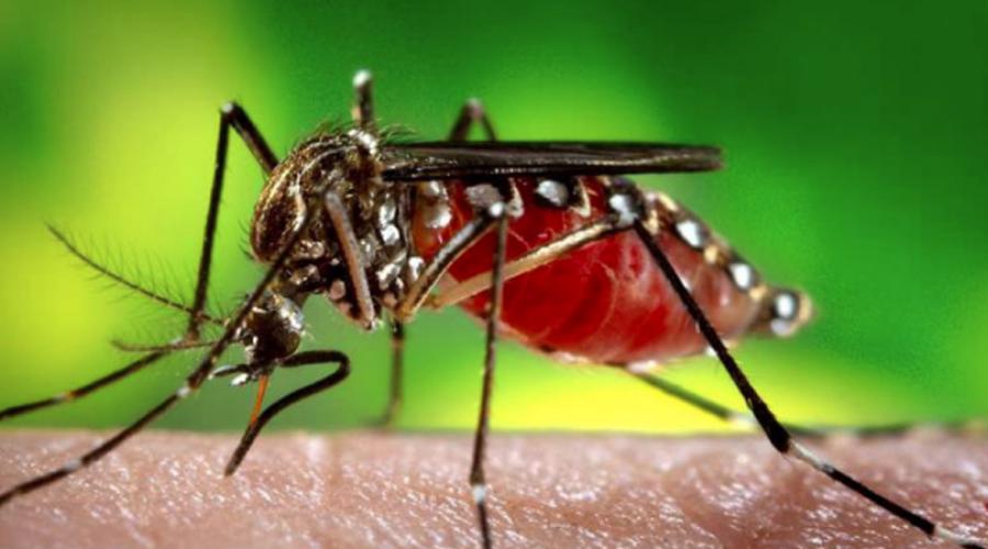 Smart AI Traps: A New Weapon in the War Against MosquitoBorne Diseases